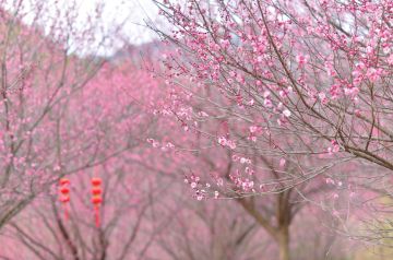 天际赏梅正当时，新春百亩梅园展露笑颜！——天际森谷莫干山团建、杭州周边游